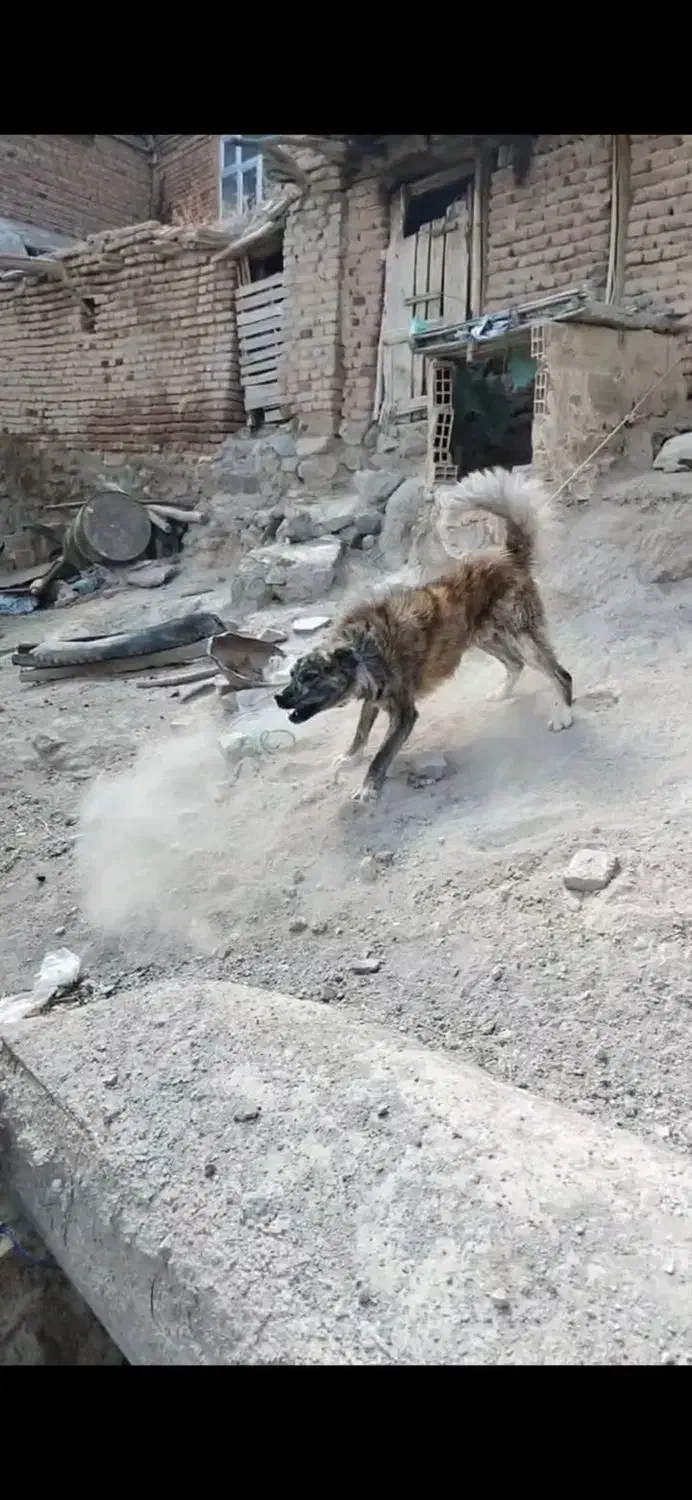 سرابی|سگ|آذرشهر, |دیوار