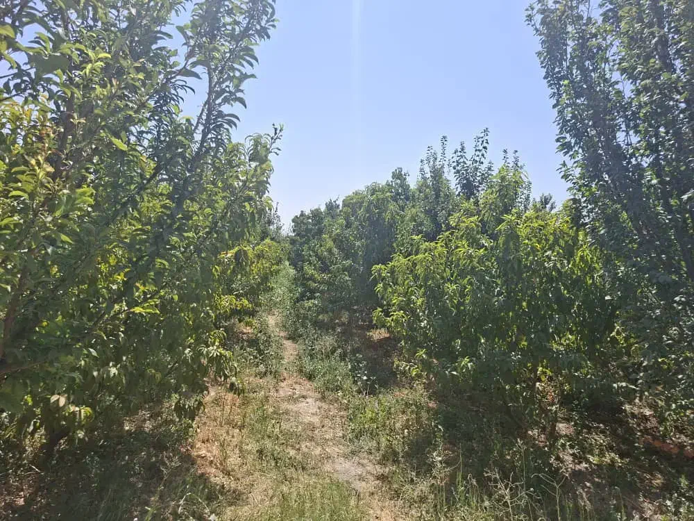 باغ ۸۵۰۰ متری تهاتر با آپارتمان و ماشین|فروش زمین و ملک کلنگی|رباط‌کریم, منجیل آباد|دیوار