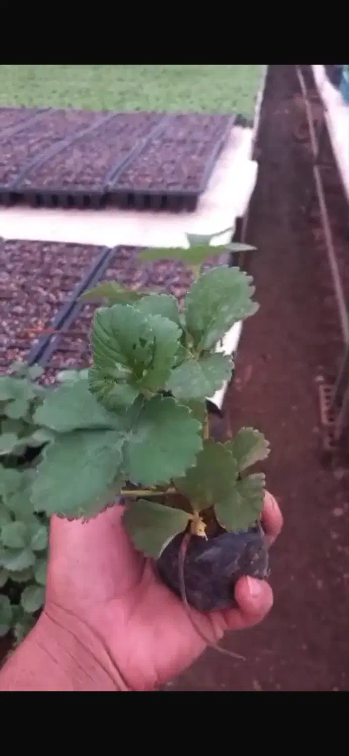 نشا صیفی جات|خدمات باغبانی و درختکاری|رامشیر, |دیوار