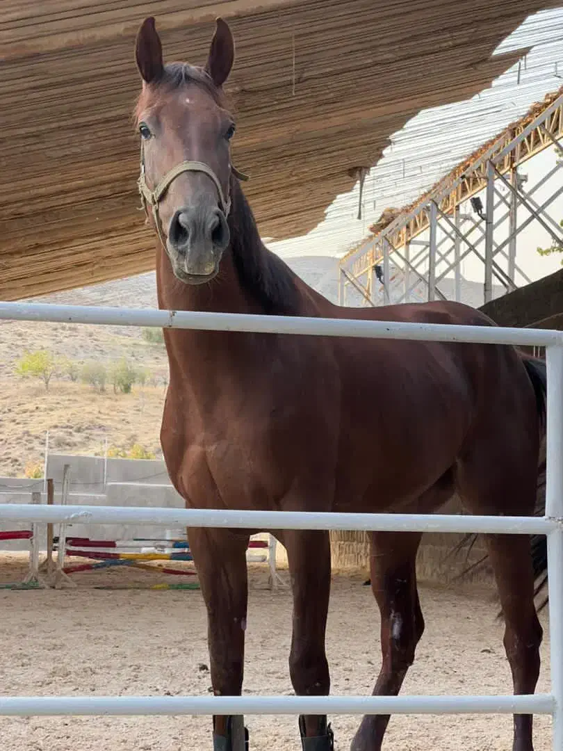 فروش اسب مادیان یکسر|اسب و تجهیزات اسب‌سواری|لواسان, |دیوار