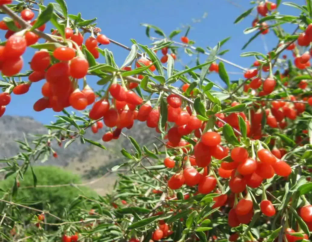 فروش انواع نهال مثمر و غیر مثمر و صنوبر|خدمات باغبانی و درختکاری|سنندج, |دیوار