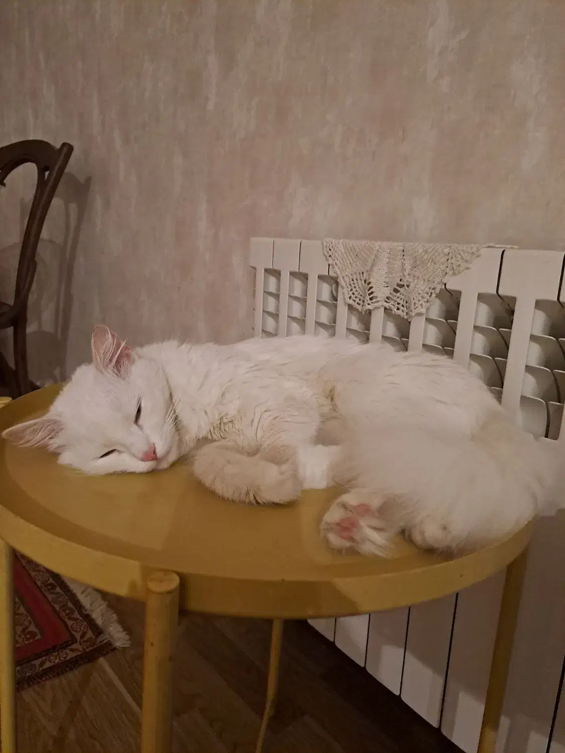 واگذاری گربه پرشین|گربه|رشت, گلسار|دیوار