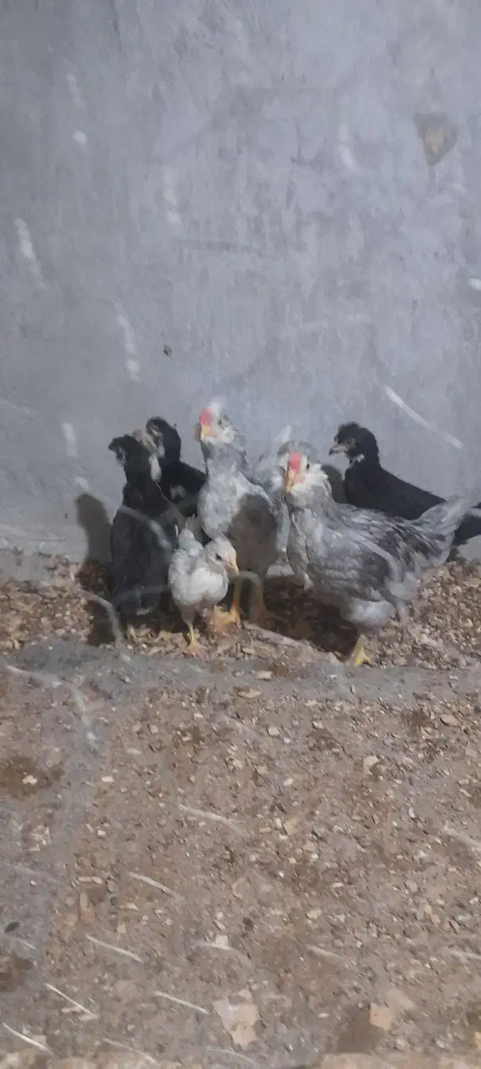 نیمچه گلین طوسی وپنگوئنی|حیوانات مزرعه|کرمانشاه, |دیوار