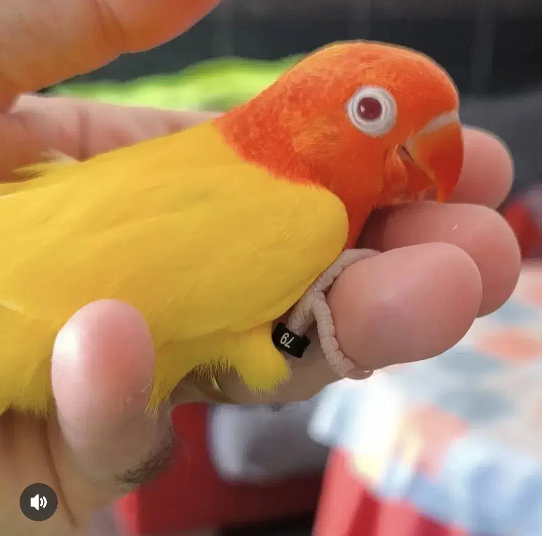 طوطی برزیلی رنگ خاص|پرنده|هندیجان, |دیوار