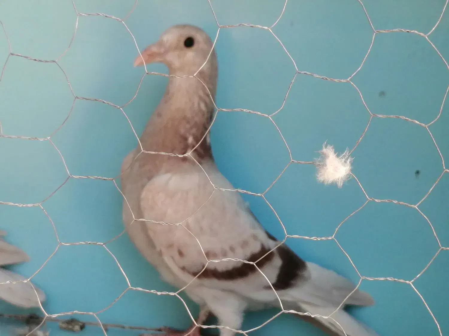 دوبربالا|پرنده|مشگین شهر, |دیوار