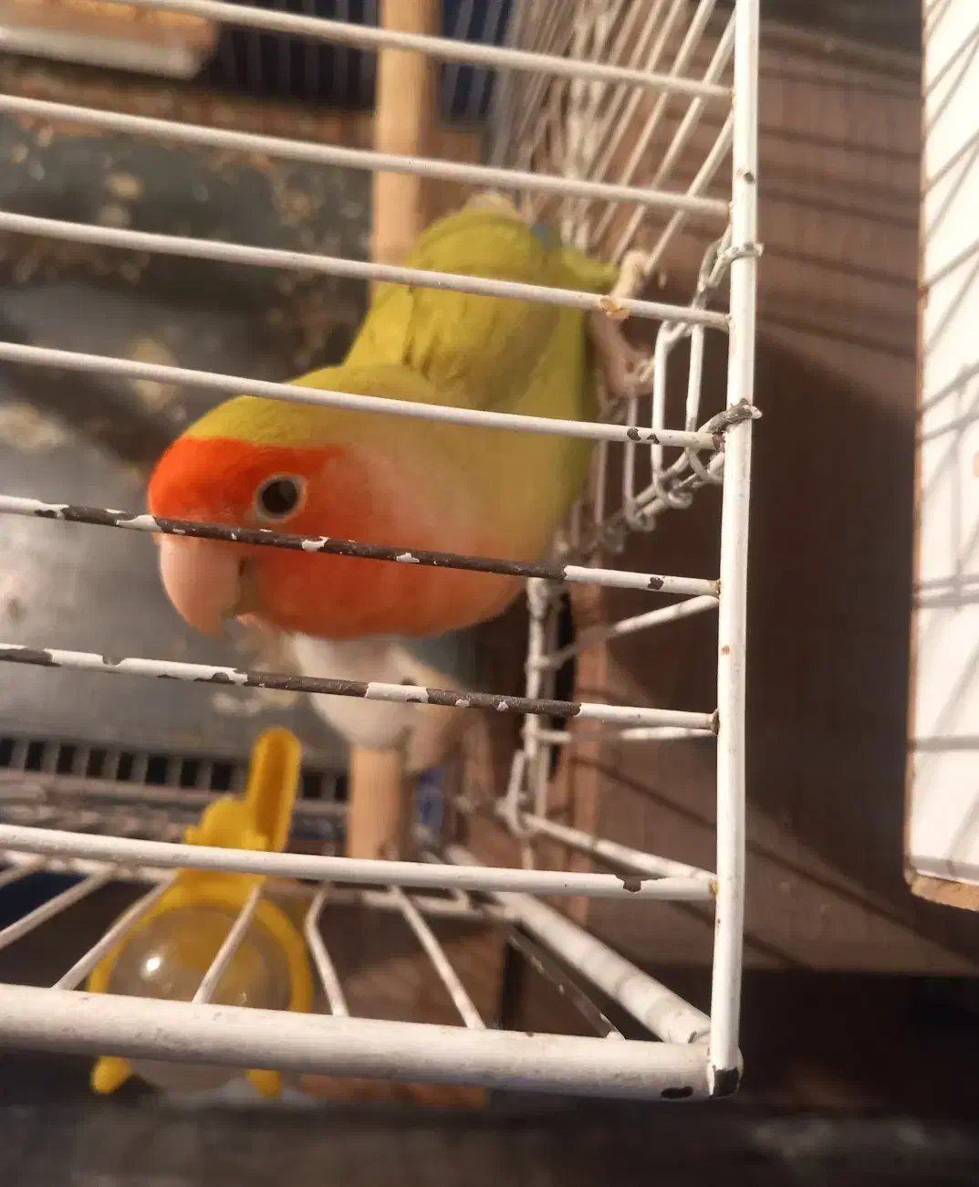 جفت مولد طوطی برزیلی با چهار تخم|پرنده|قرچک, زیبا شهر|دیوار