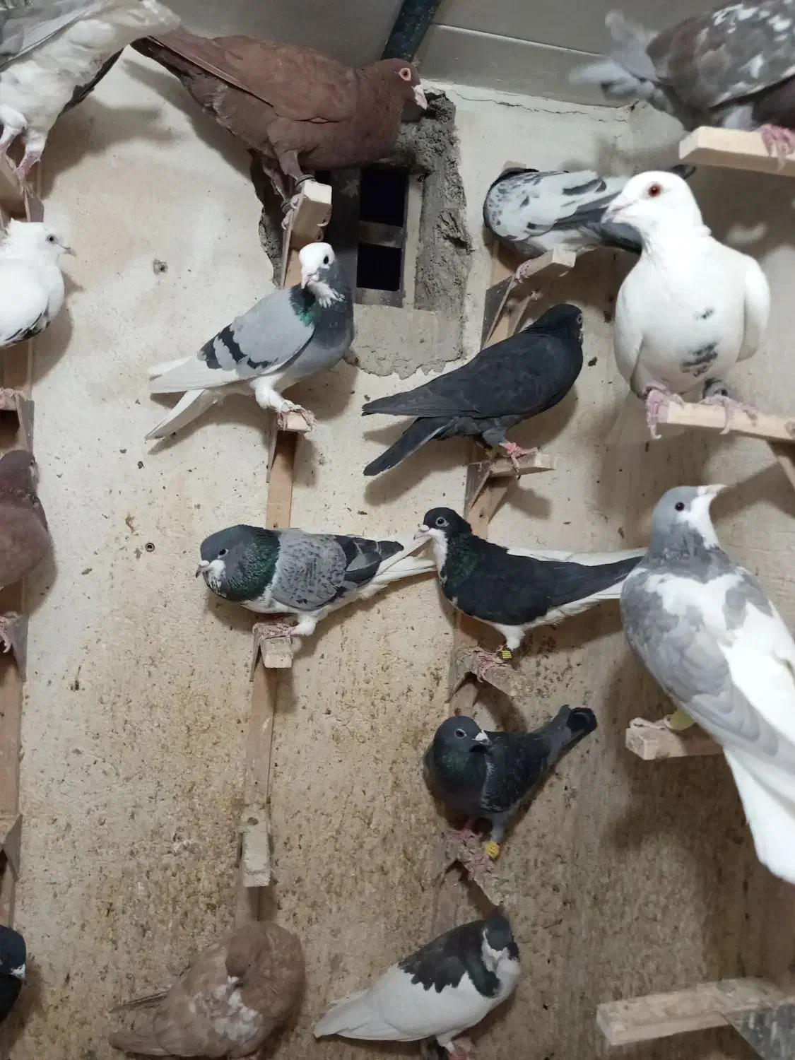 دسته کفتر پلاکی زدوخوردی جنگی|پرنده|شیراز, ویلاشهر|دیوار