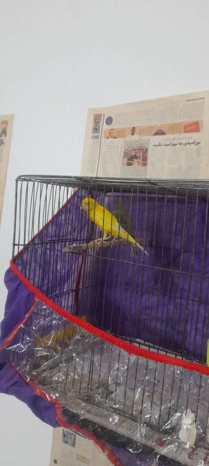 قناری|پرنده|نیشابور, فردوس شمالی|دیوار