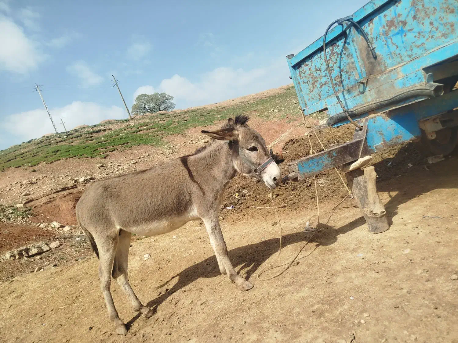 الاغ|حیوانات مزرعه|کوهدشت, |دیوار