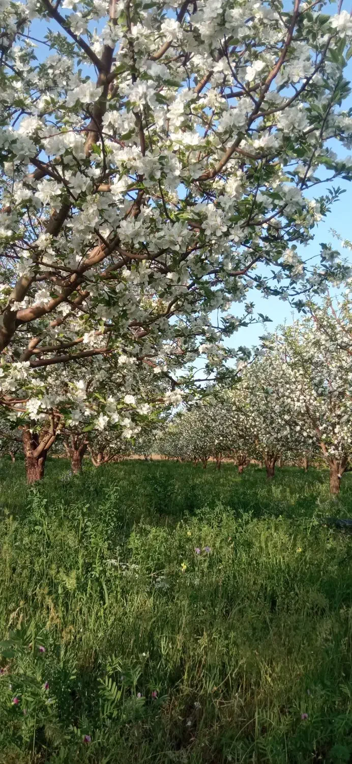 فروش دو هکتار و سههزار متر باغ22ساله|فروش دفتر صنعتی، کشاورزی، تجاری|مهاباد (آذربایجان غربی), |دیوار