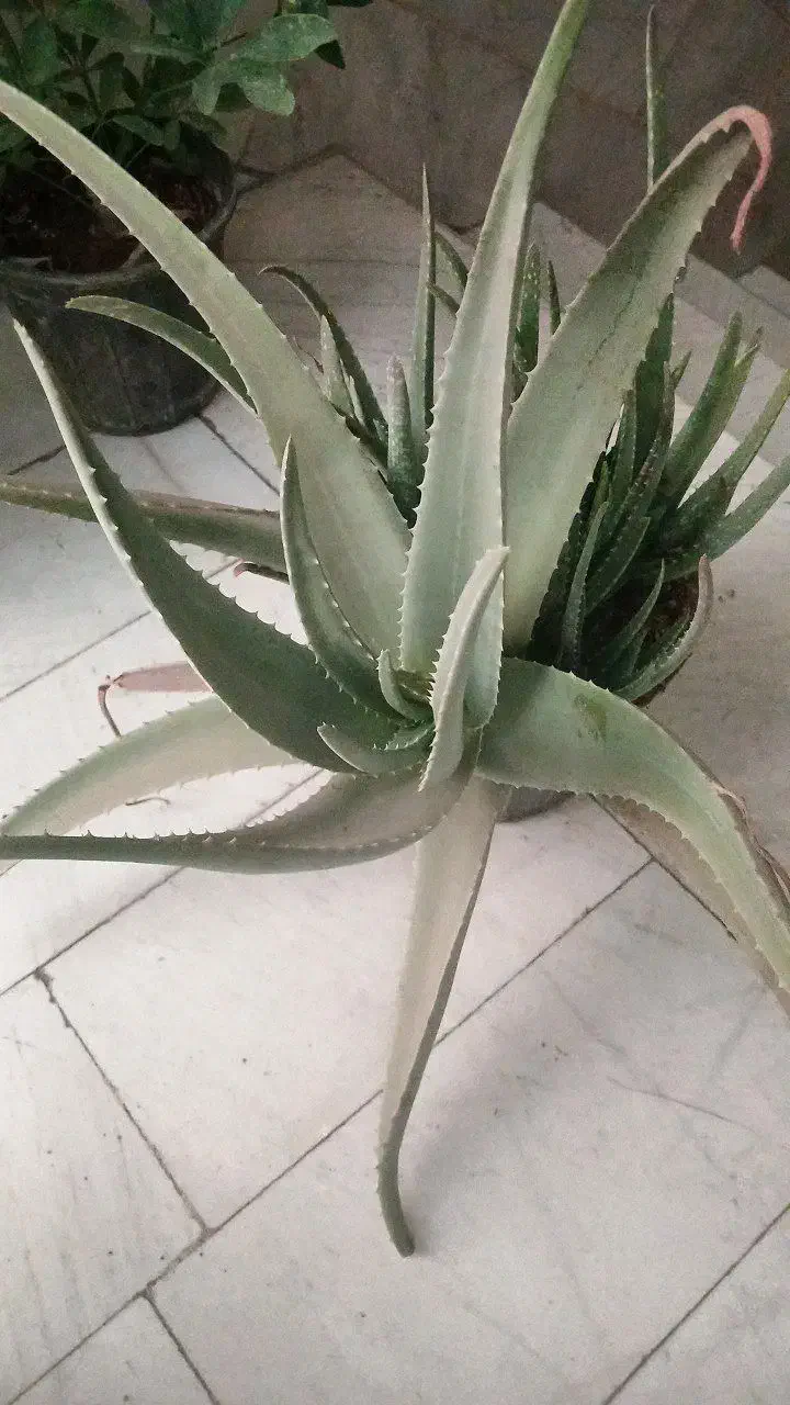 آلوورا طبیعی گلدون بزرگ|گل و گیاه طبیعی|تهران, علم و صنعت|دیوار