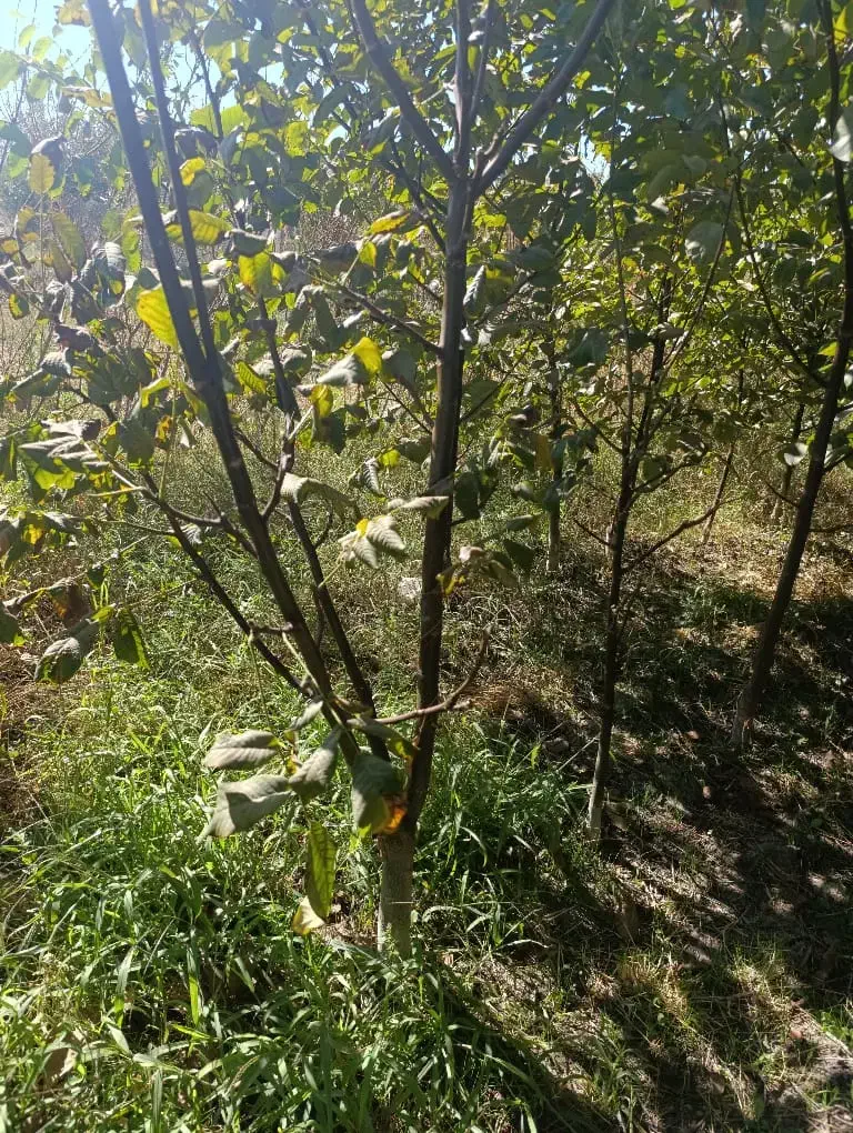 از تـولـیـد تــافروش|خدمات باغبانی و درختکاری|سبزوار, قصبه غربی|دیوار