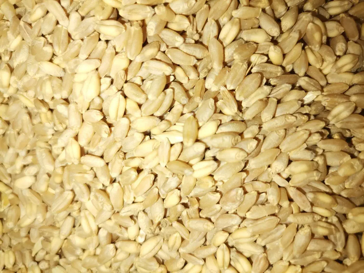 فروش گندم درجه یک|عمدهفروشی|کوار, |دیوار