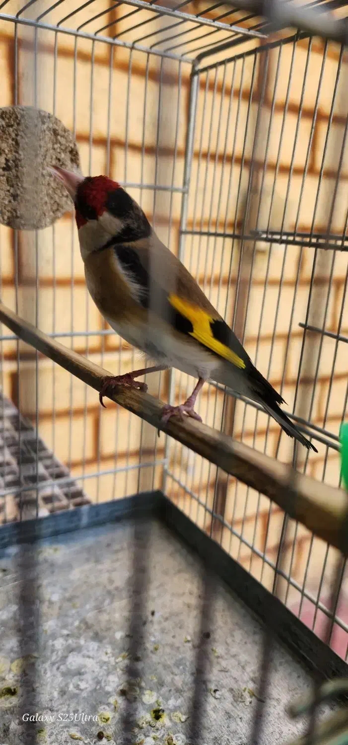 سهره چهارگل جوجه قفس|پرنده|تربت جام, شاهد|دیوار