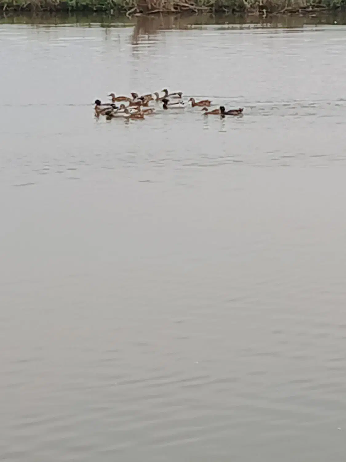 اردک‌پروازی‌جفت‌۷۰۰تومان‌تعداد۲۰‌عدد|حیوانات مزرعه|طاهرگوراب, |دیوار