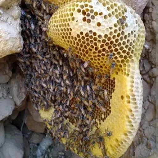 عسل طبیعی|خوردنی و آشامیدنی|سلطانیه, |دیوار