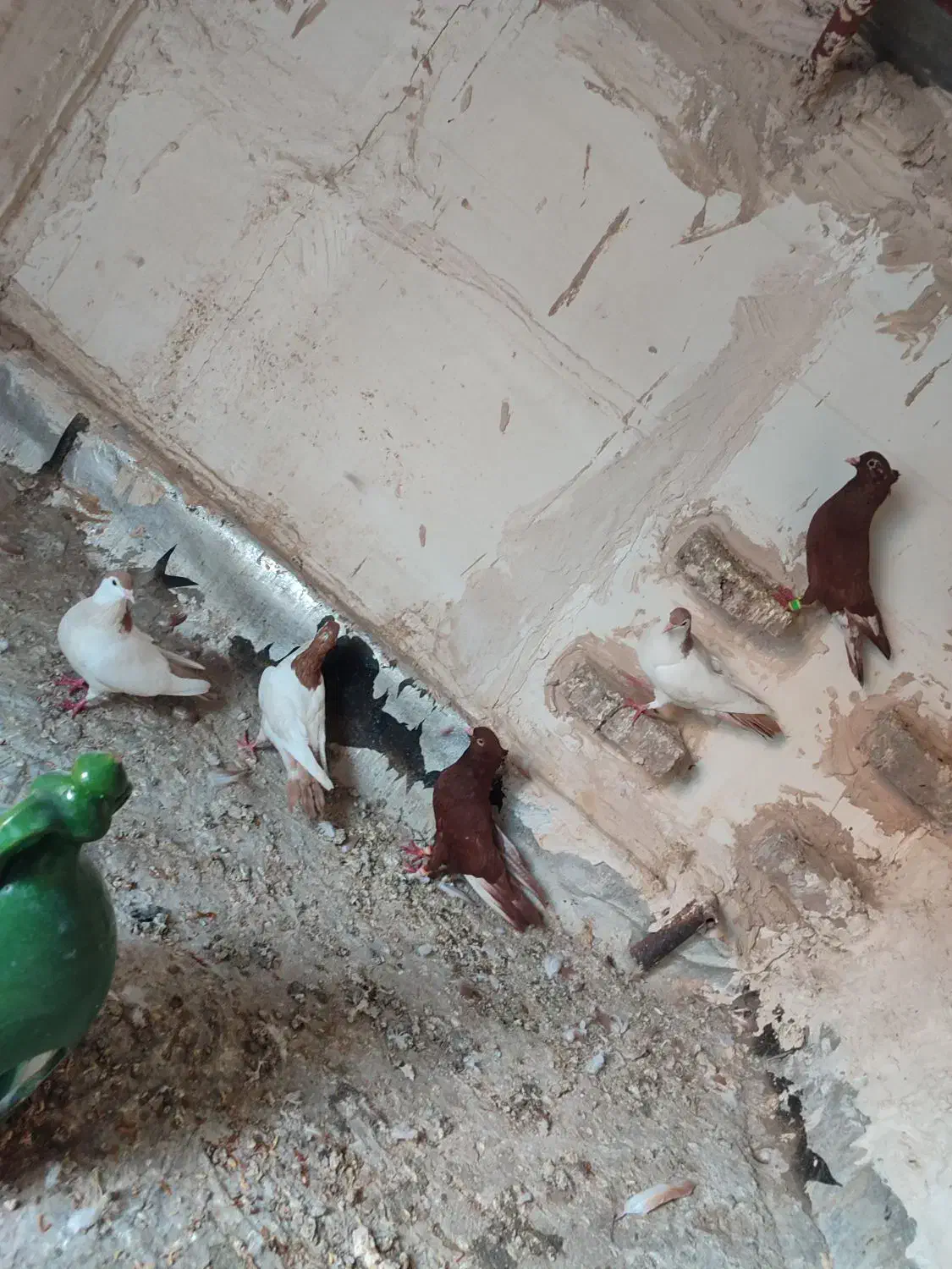 کبوتر|پرنده|بیرجند, |دیوار