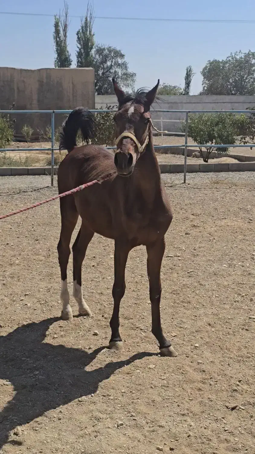 کره بن شیخ قاسمی ۱۶ماهه|اسب و تجهیزات اسب‌سواری|گلپایگان, |دیوار