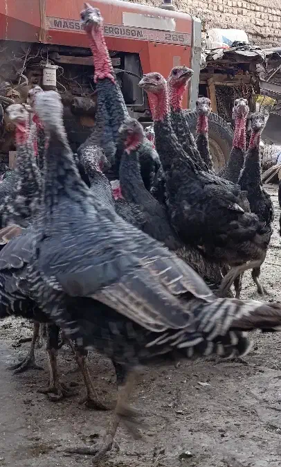 بوقلمون|پرنده|قزوین, |دیوار