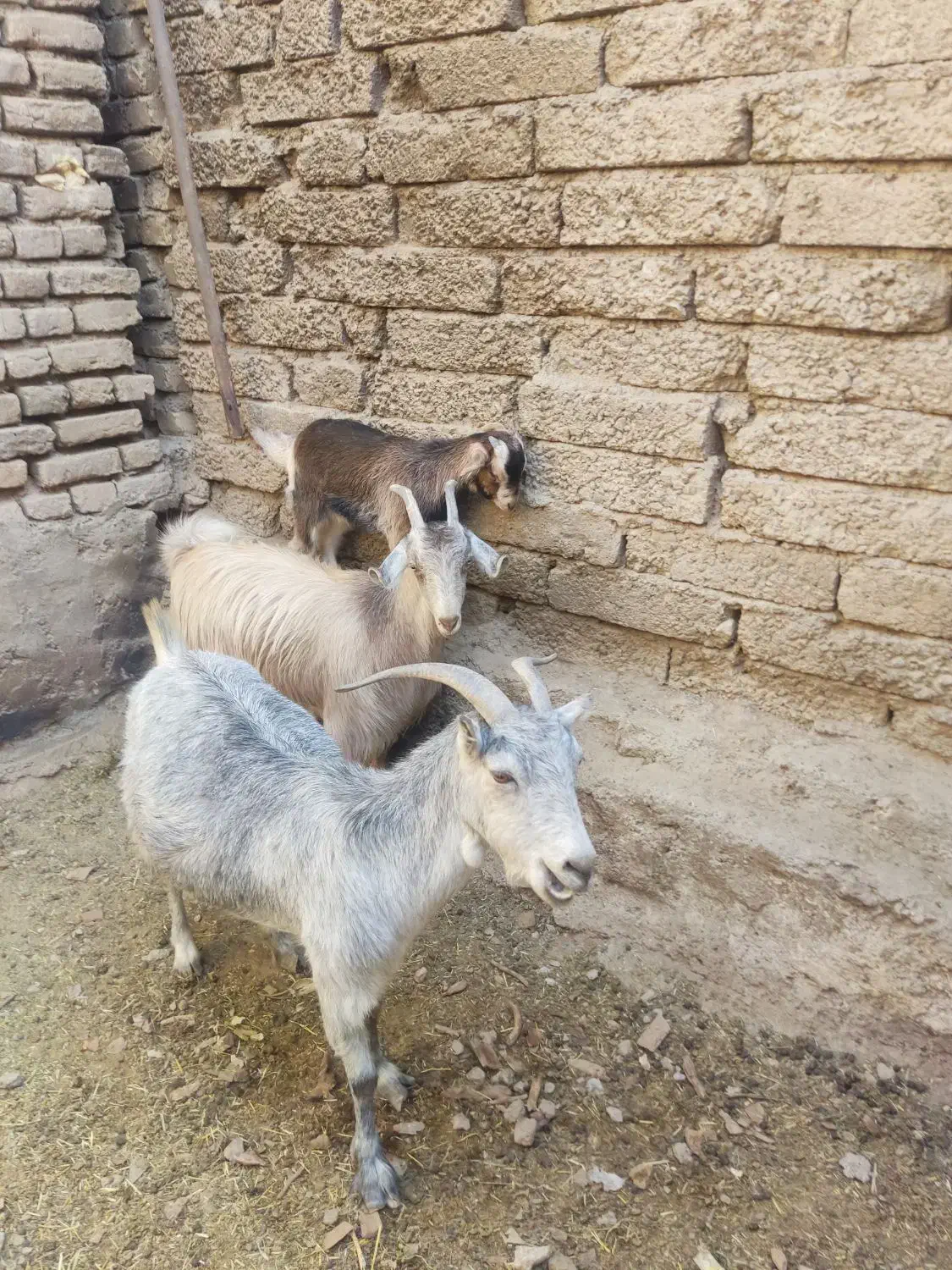 بز بزغاله بزماده بزنر بره میش قوچ|حیوانات مزرعه|ابریشم, |دیوار