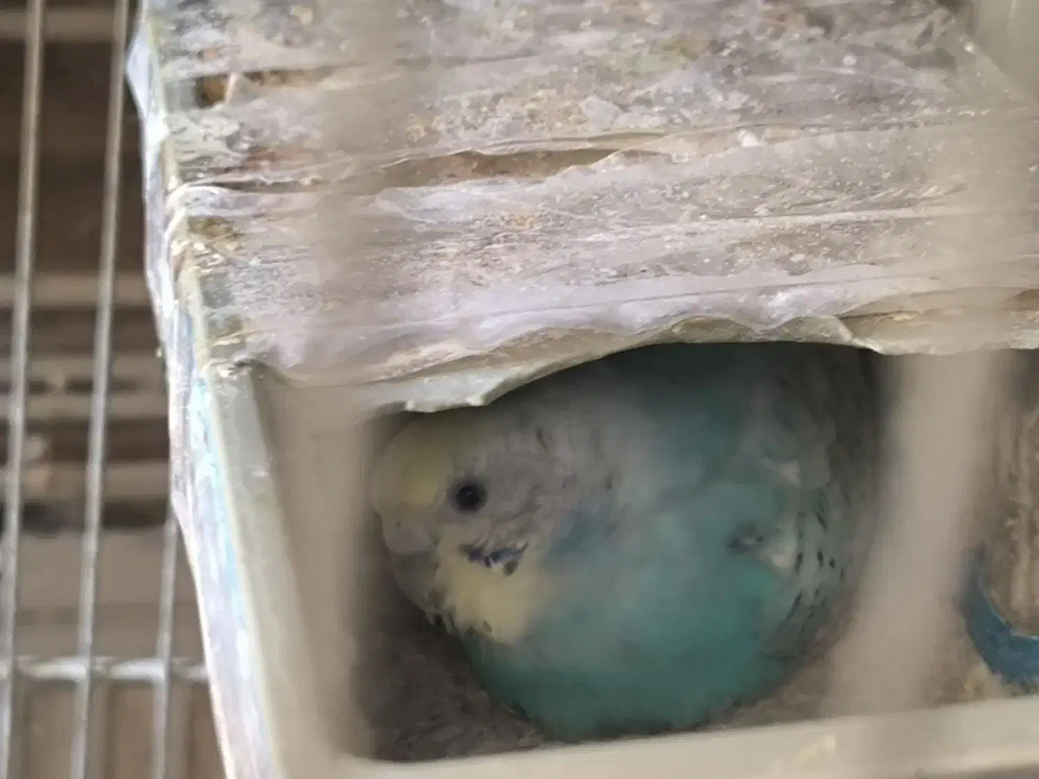 10عدد جوجه مرغ عشق رینبو|پرنده|بندر ماهشهر, |دیوار