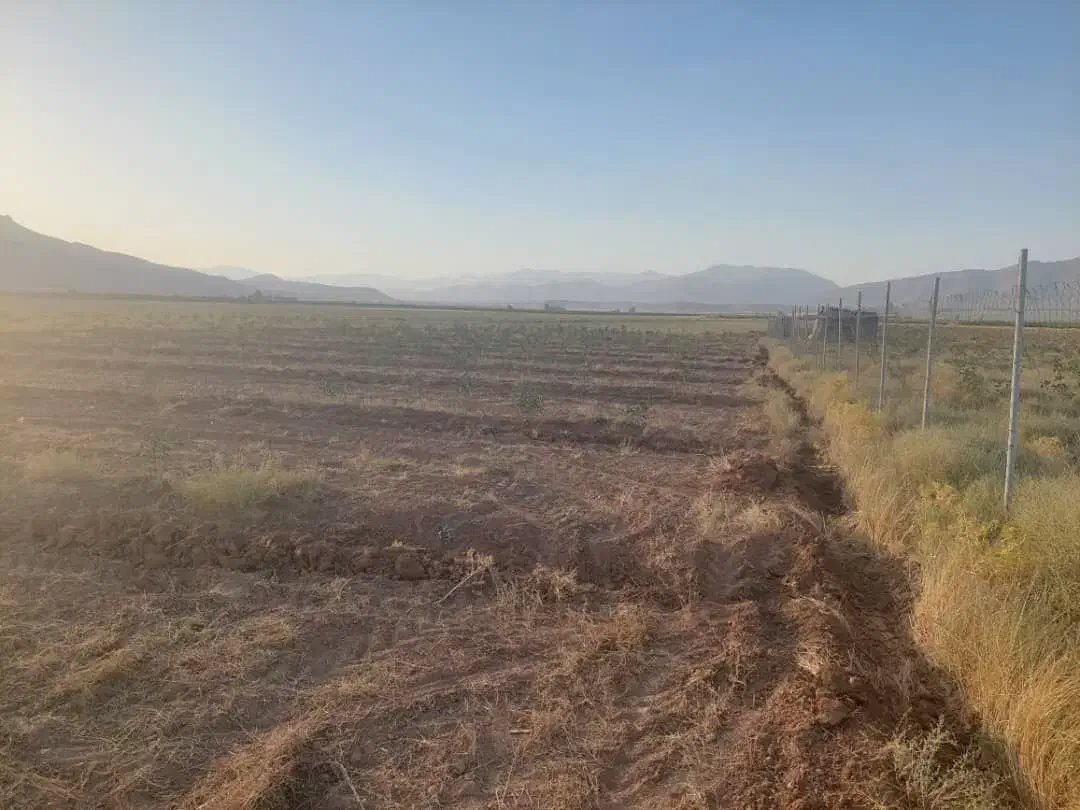 باغ پسته 4000 متری|فروش زمین و ملک کلنگی|رونیز, |دیوار