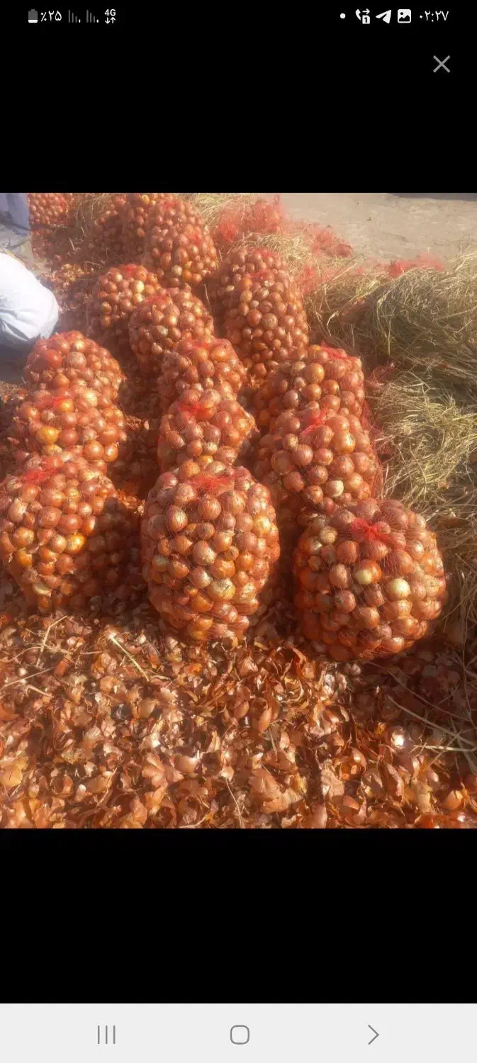 پیاز طلایی|خوردنی و آشامیدنی|روانسر, |دیوار