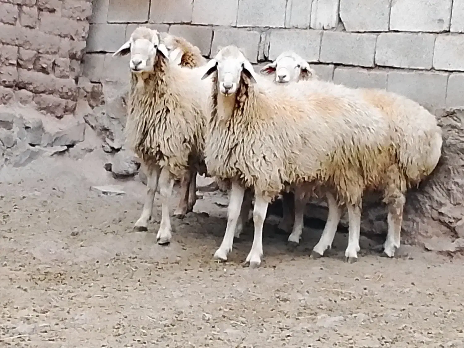 قوچ جوان اصل مغانی|حیوانات مزرعه|مرادلو, |دیوار