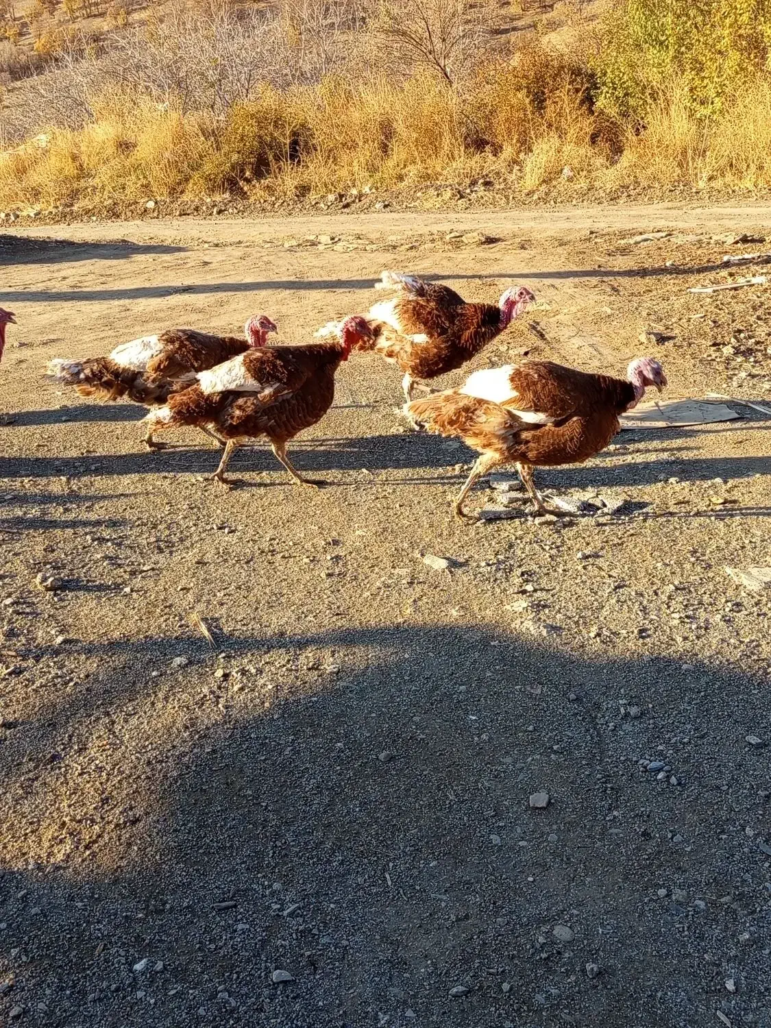 بوقلمونمحلینر|حیوانات مزرعه|بانه, |دیوار