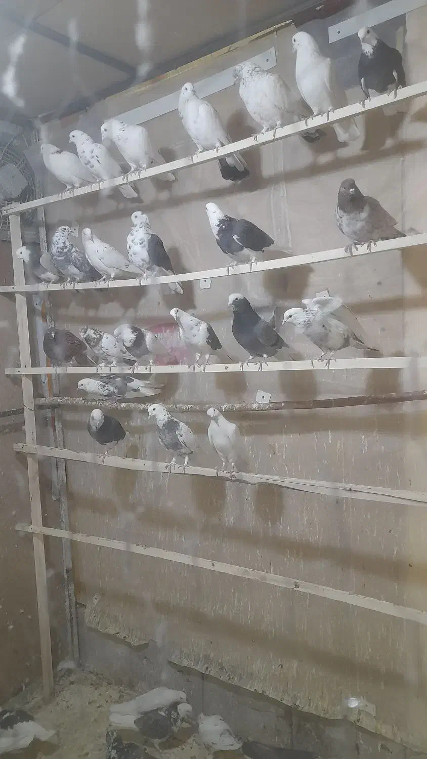 کبوتر پرشی|پرنده|الیگودرز, |دیوار