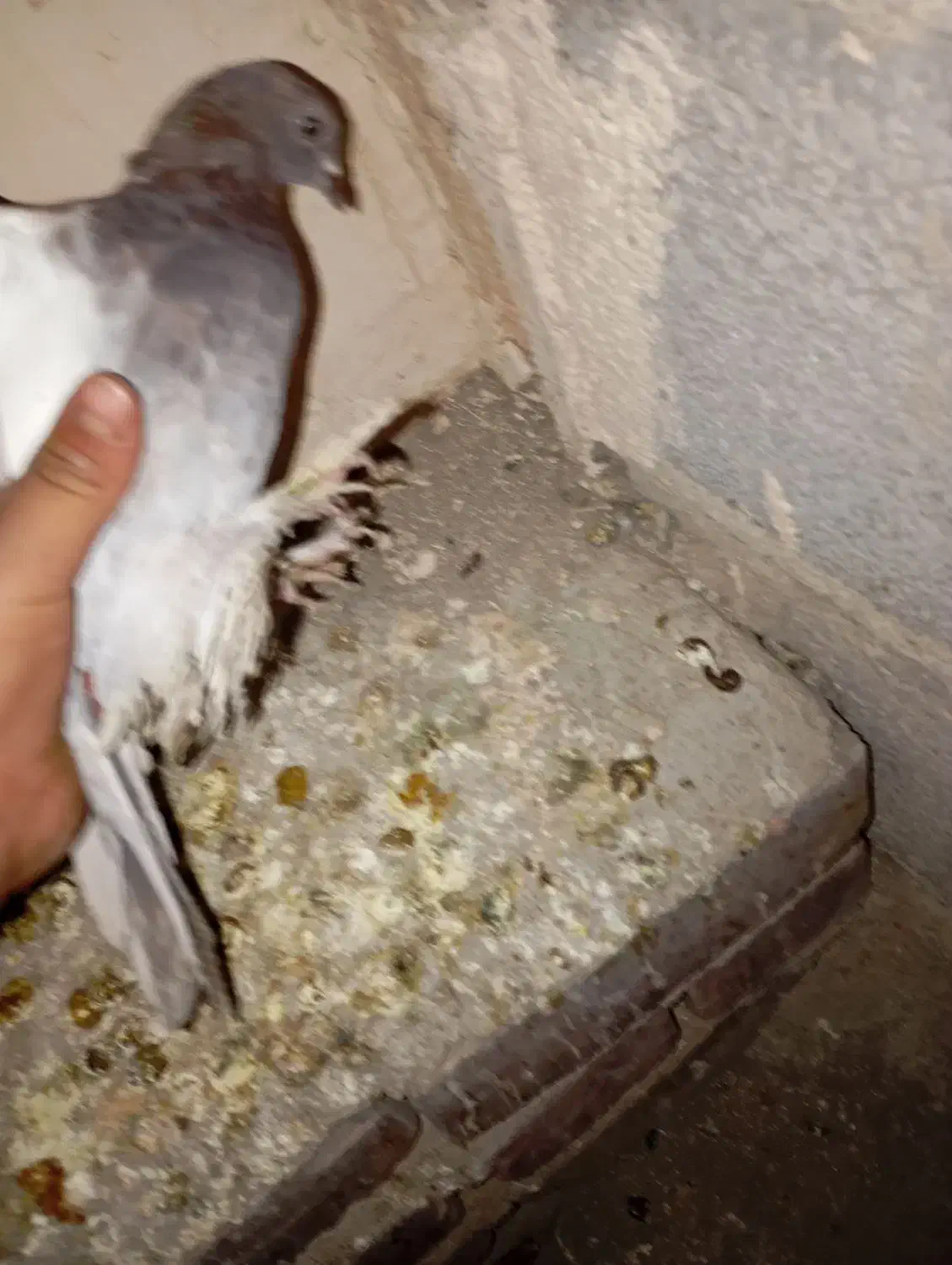 کبوتر|پرنده|آذرشهر, |دیوار