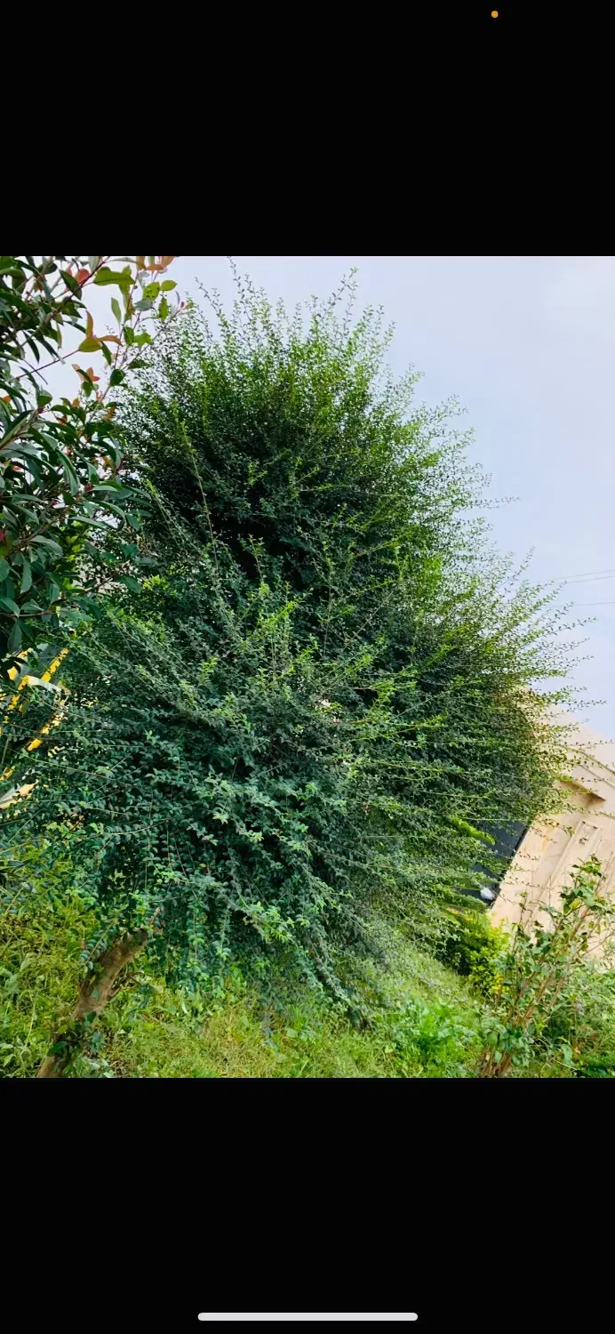 باغبانی|خدمات باغبانی و درختکاری|لشت نشا, |دیوار