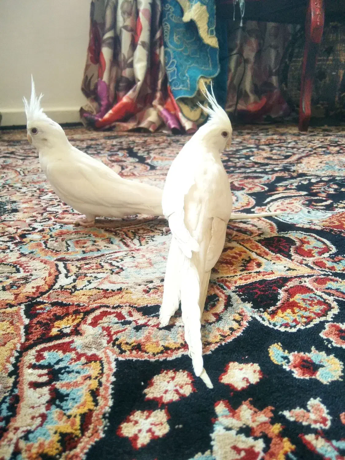 عروس هلندی زیبا سفید رنگ با ژن البینو|پرنده|شهریار, شهریار|دیوار