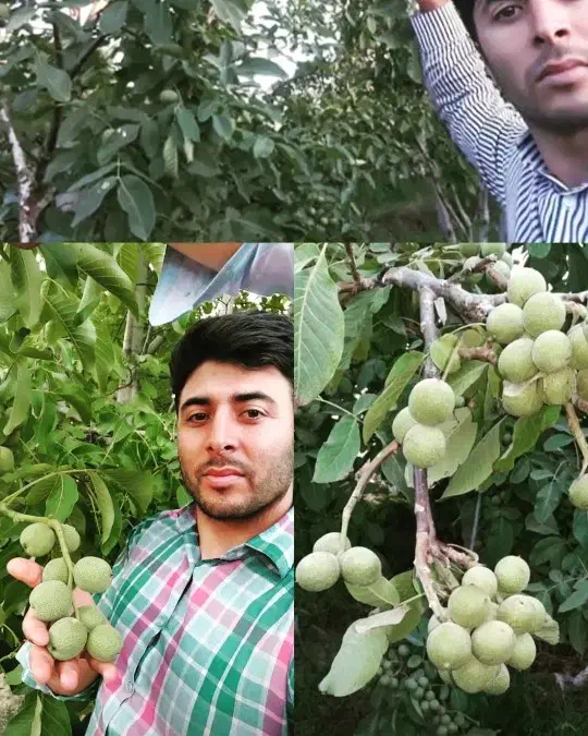 نهال پیوندی میاندوآب|خدمات باغبانی و درختکاری|بکتاش, |دیوار