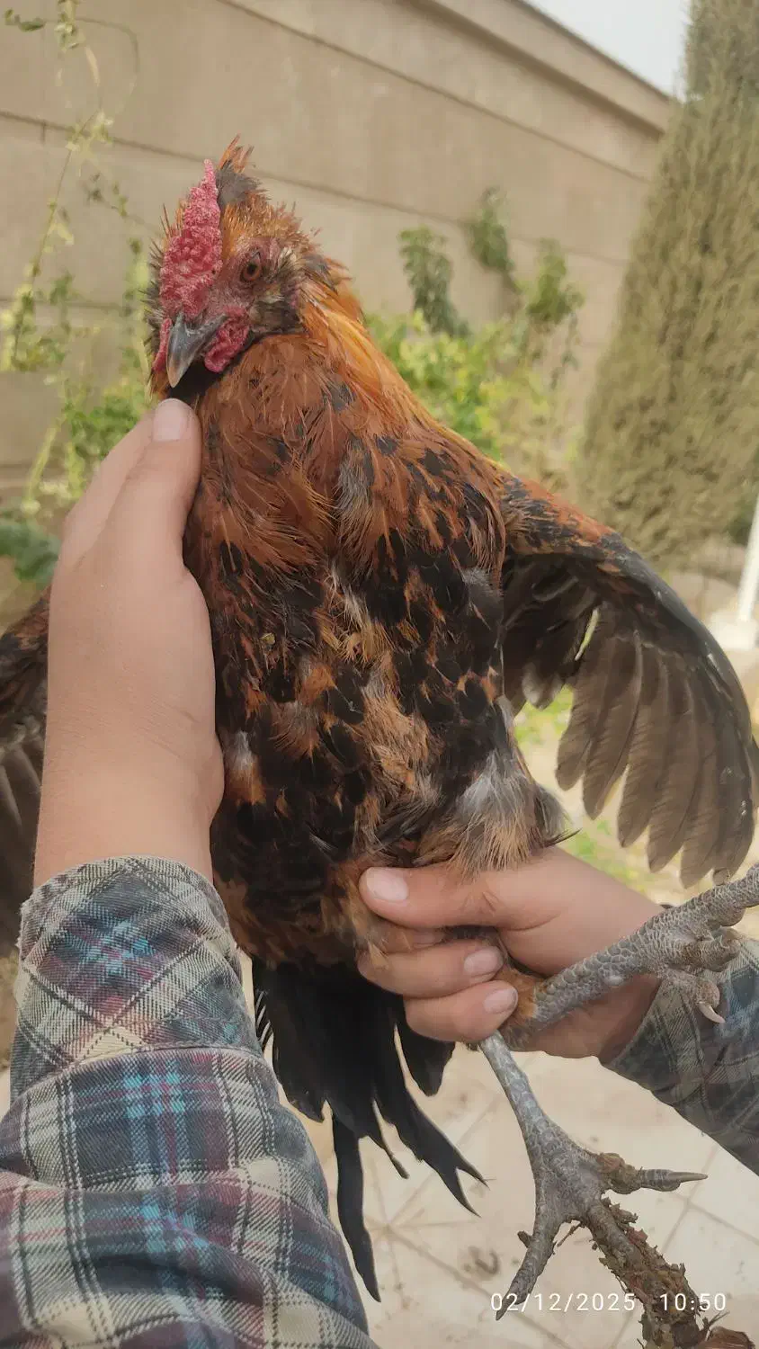 خروس محلی ریشی کاکلی چهل تاج|حیوانات مزرعه|فسا, |دیوار