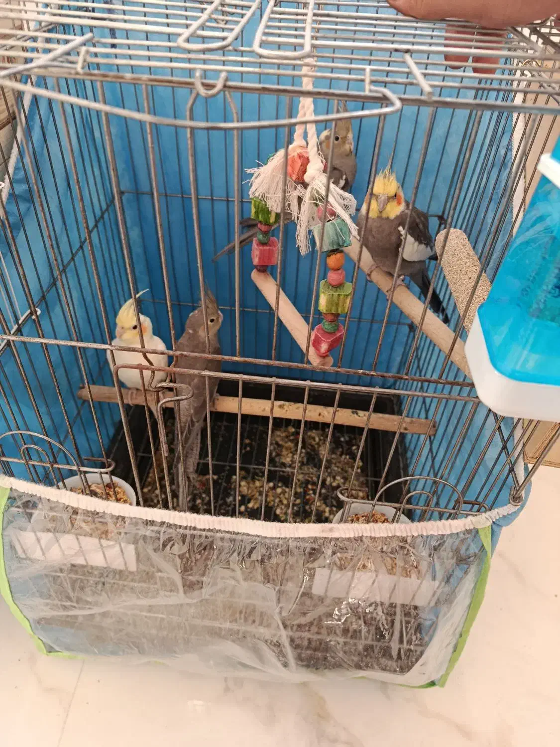 عروس هلندی جفت با جوجه|پرنده|شیراز, شهرک بهار|دیوار