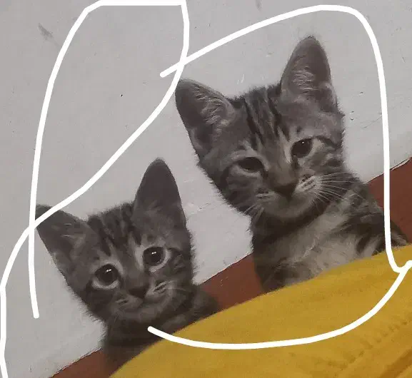 رایگان گربه|اسباببازی|تایباد, |دیوار