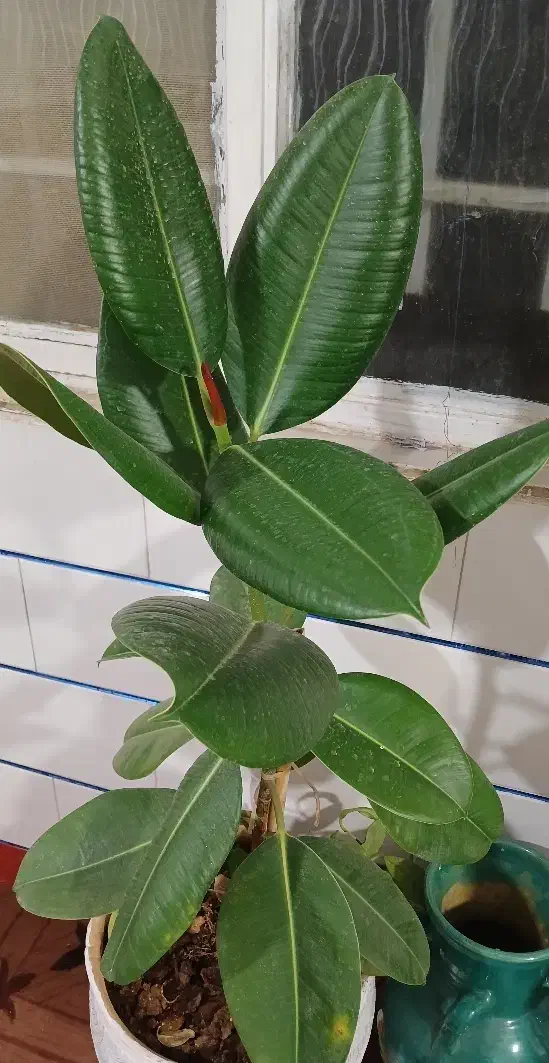 گل طبیعی فیکوس|گل و گیاه طبیعی|خمین, |دیوار