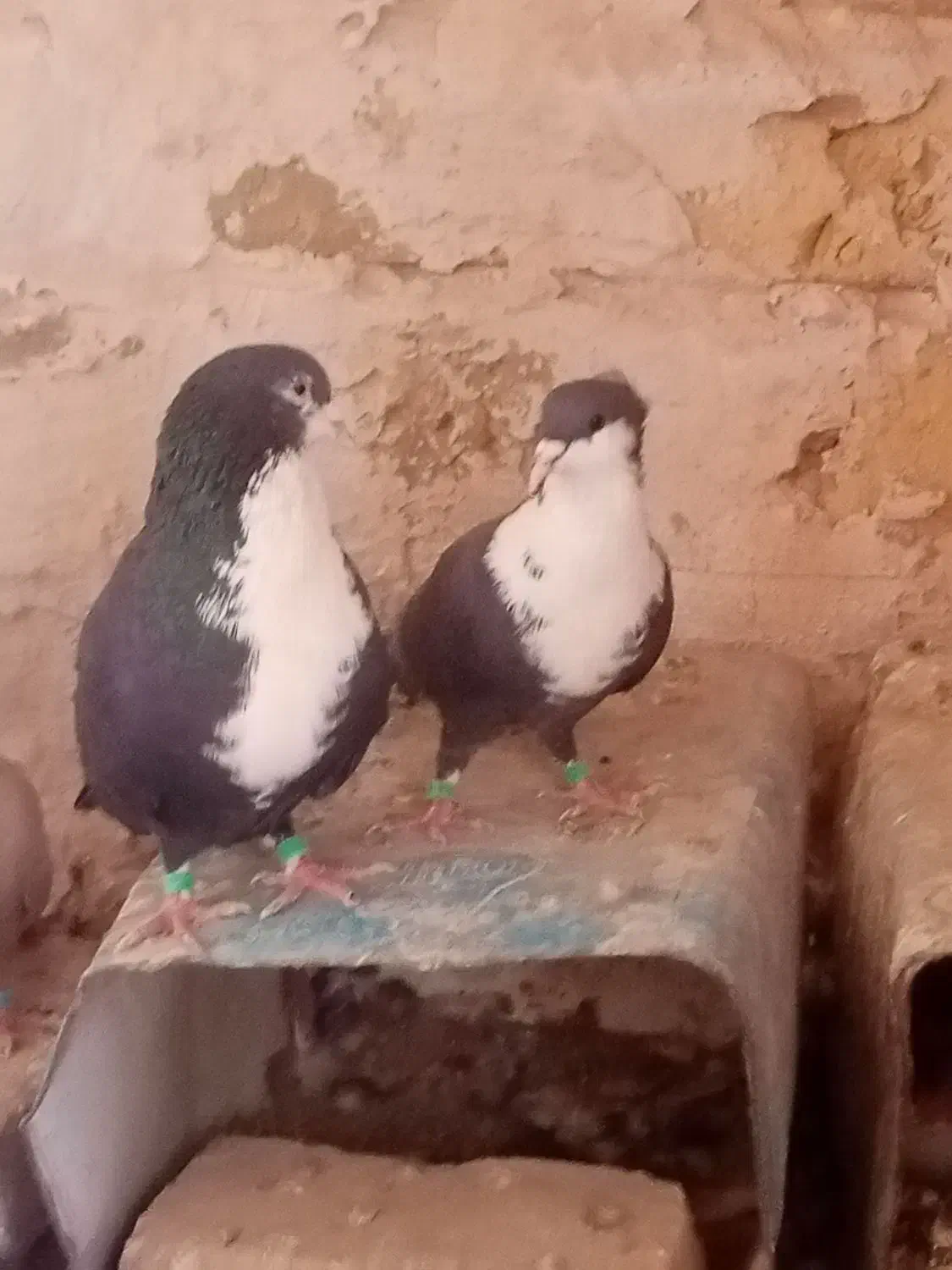 دوجفت کرواتی سرخ وسیاه فروشی|پرنده|تربتحیدریه, اندیشه|دیوار