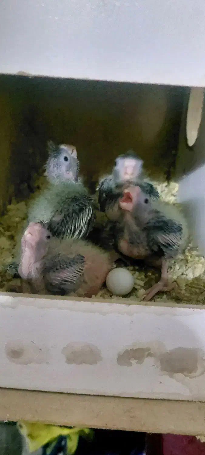 جوجه عروس|پرنده|قم, شهرک مهدیه (مدرس)|دیوار