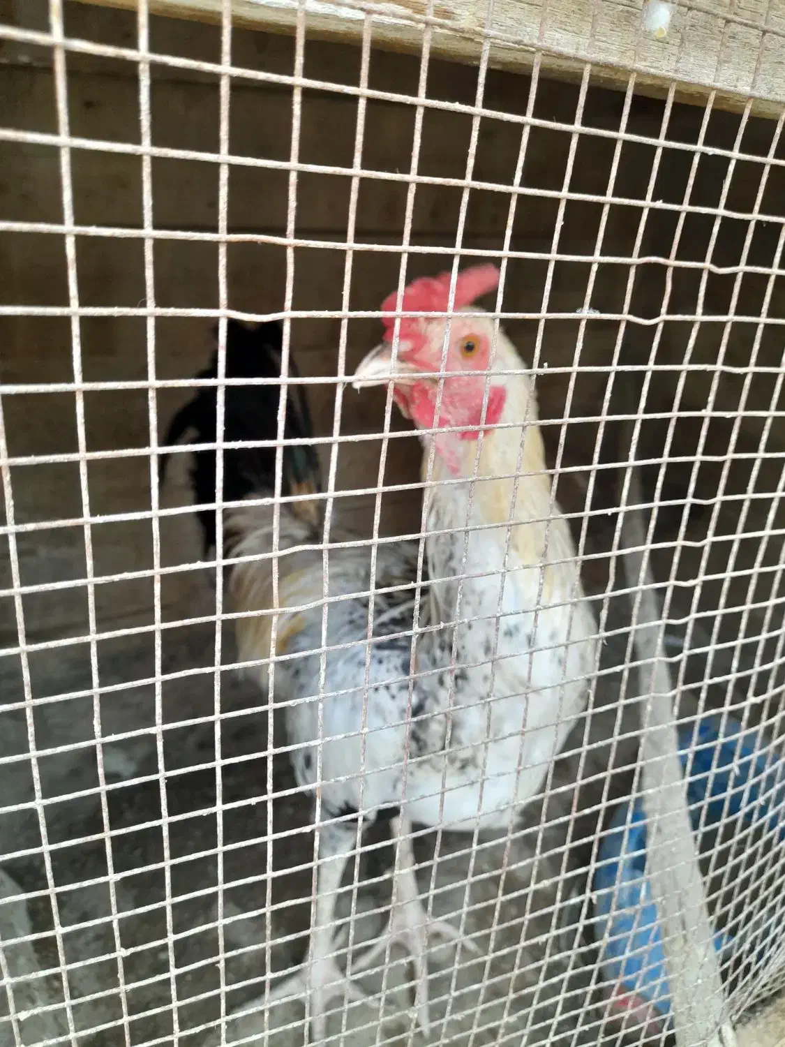 مرغ وخروس|حیوانات مزرعه|کنارک, |دیوار