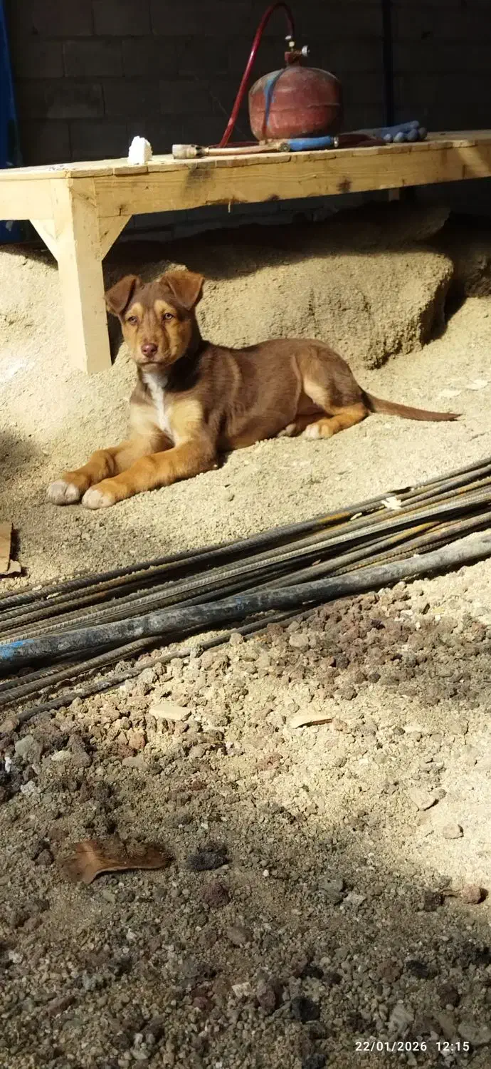 واگذاری توله سگ ۳ماهه|سگ|بروجرد, |دیوار