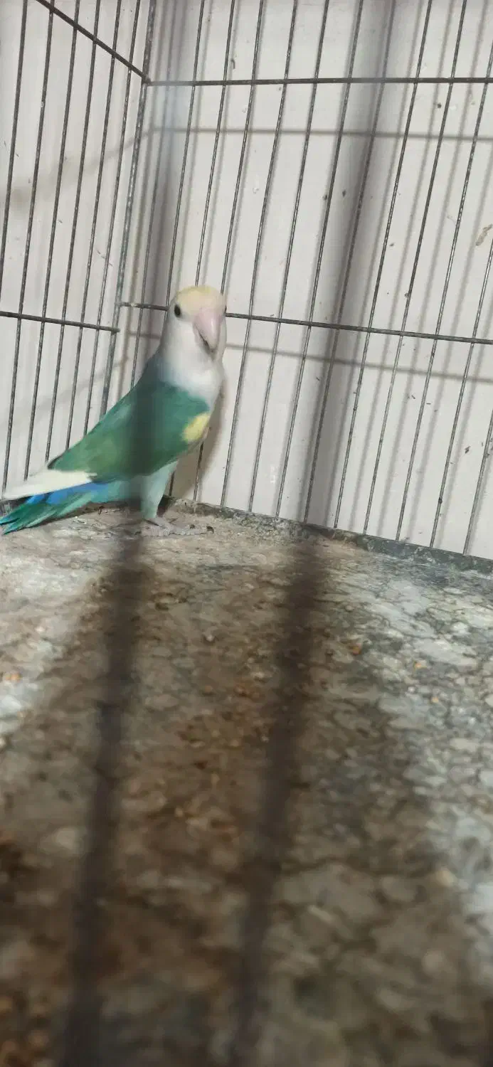 طوطی برزیلی|پرنده|قائمشهر, |دیوار