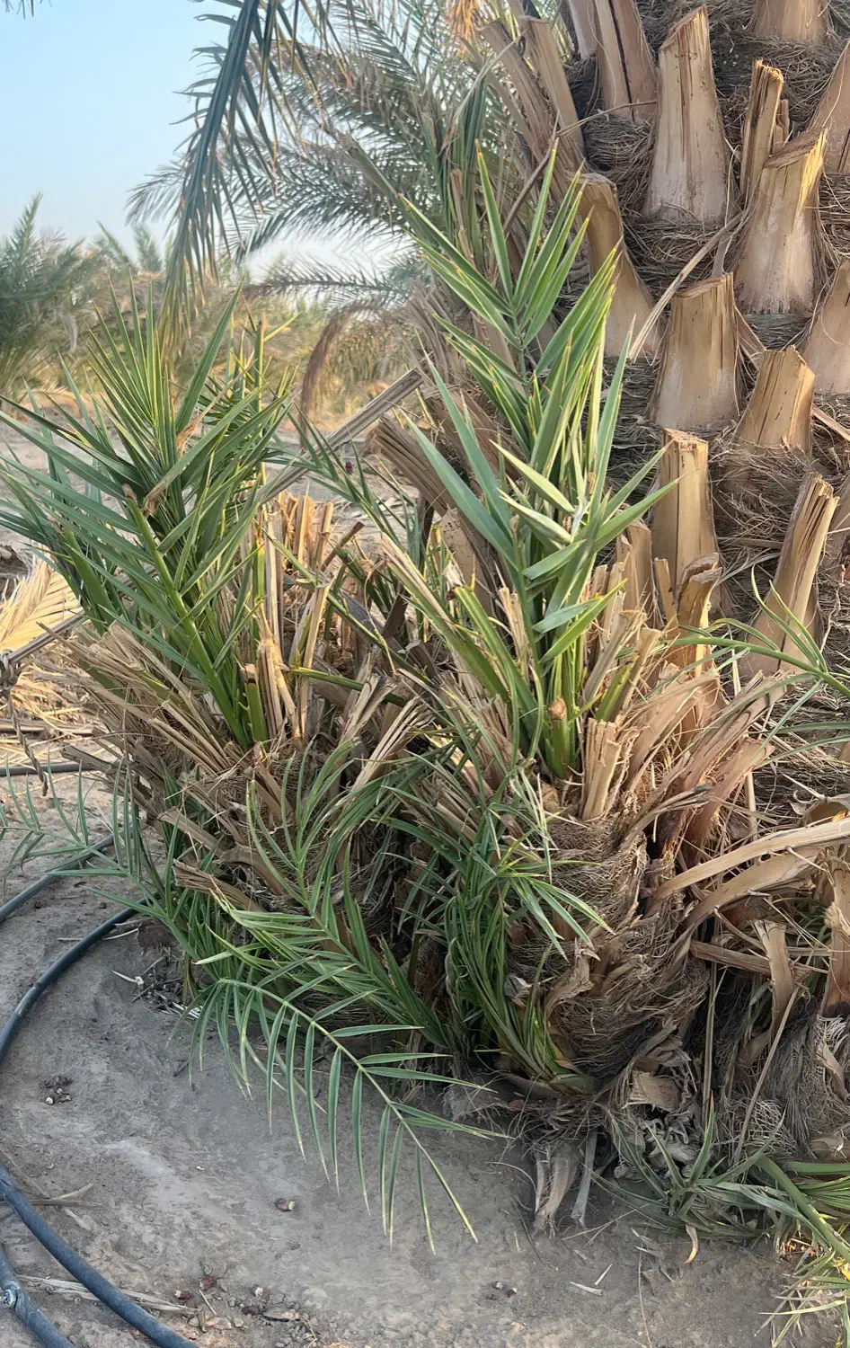 فروش پاجوش پیارم|گل و گیاه طبیعی|ایرانشهر, |دیوار