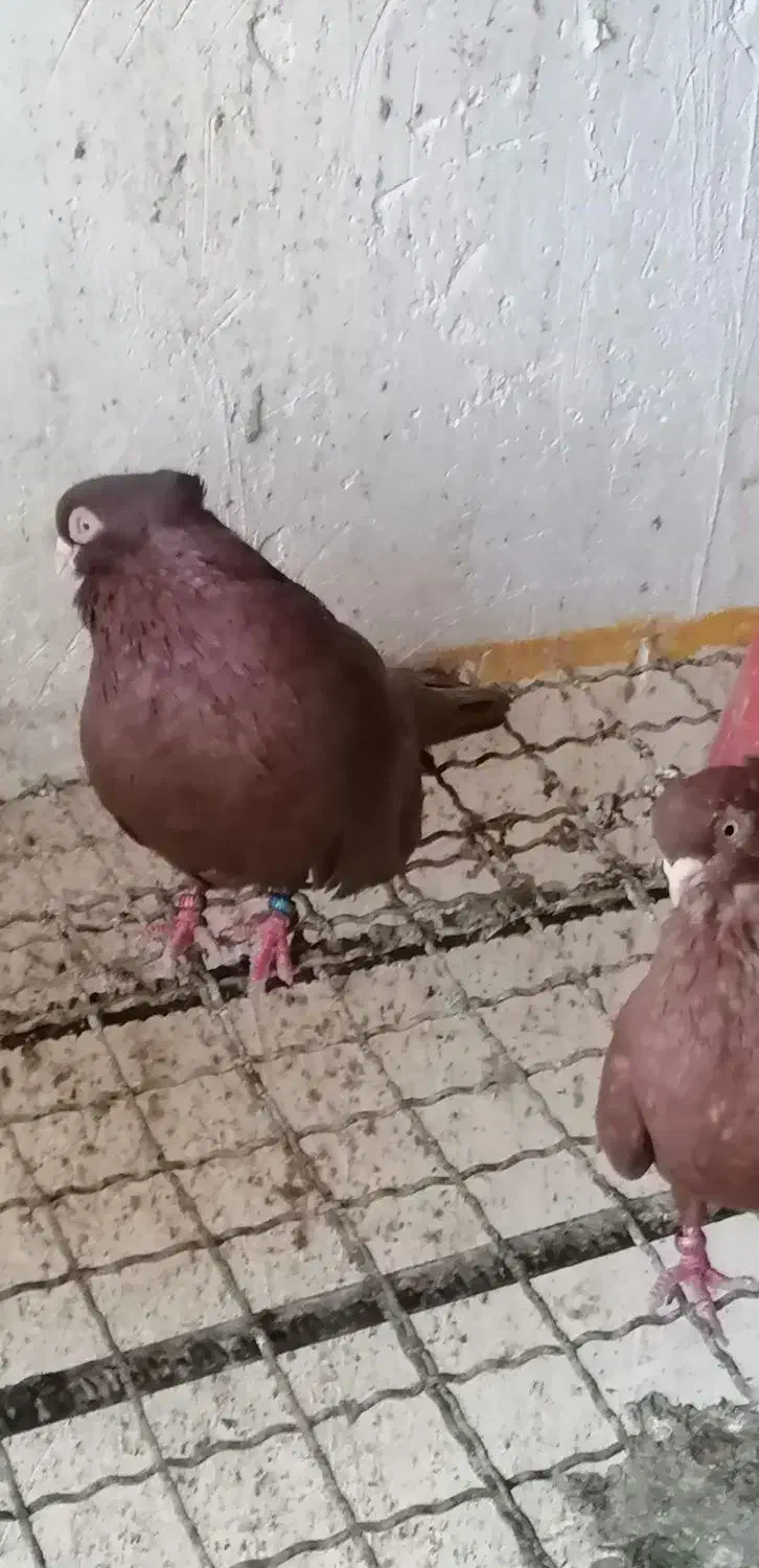 کبوتر صرب|پرنده|بوشهر, |دیوار