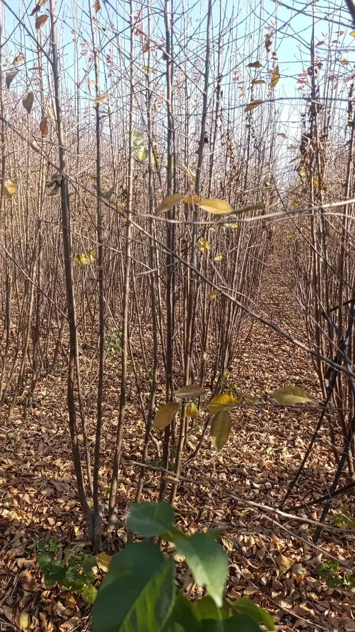 نهـالهای ایرانی و خارجــی|خدمات باغبانی و درختکاری|کبودرآهنگ, |دیوار