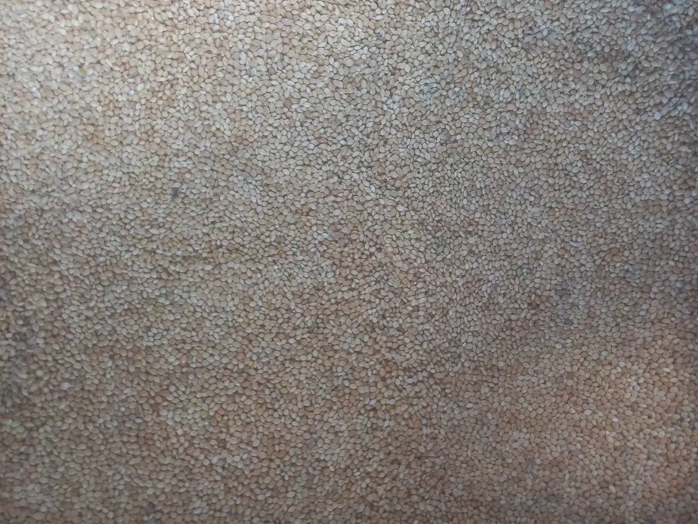 پخش خوراک پرنده|لوازم جانبی حیوانات|رفسنجان, |دیوار