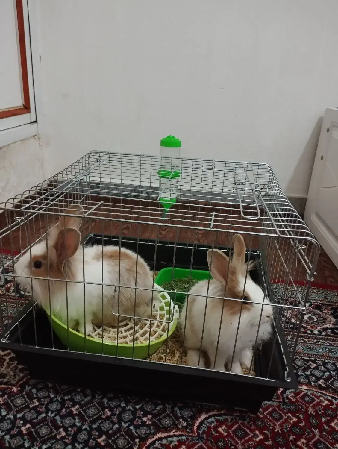 خرگوش|موش و خرگوش|اراک, |دیوار