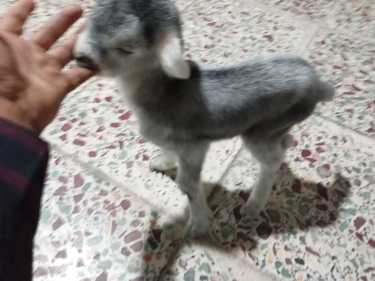 سلام کهره شیری نر خوب وسالم|حیوانات مزرعه|خورموج, |دیوار