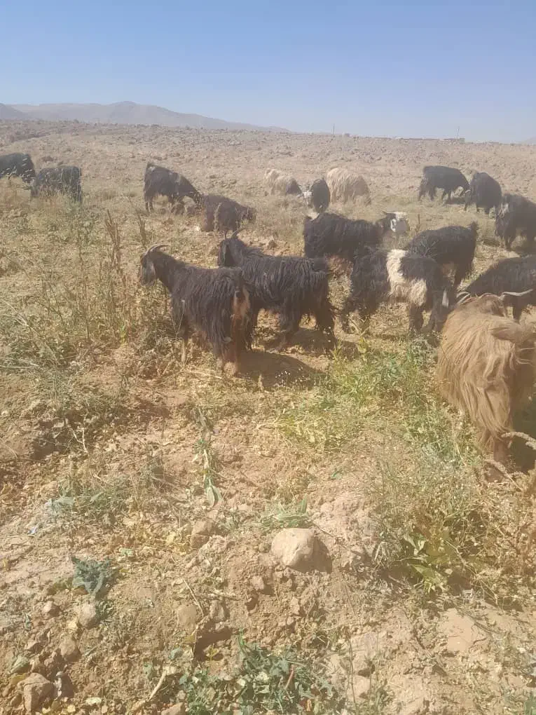 ۸۰راس بز یک دست جوان فروشی|حیوانات مزرعه|خرم بید, |دیوار